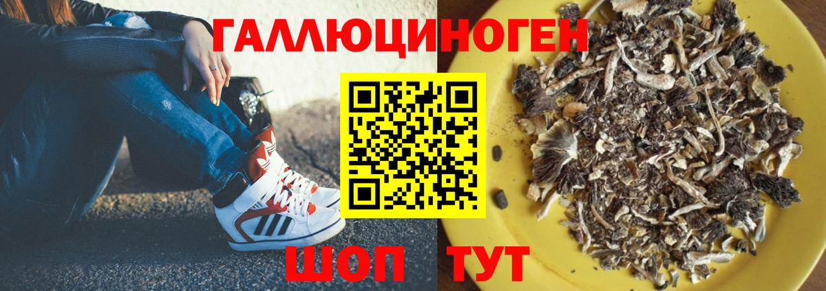 Псилоцибиновые грибы Psilocybe  купить   Йошкар-Ола  Вход с VPN 